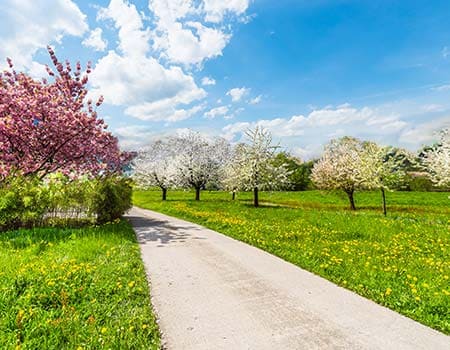 Weg durch die blühende Landschaft