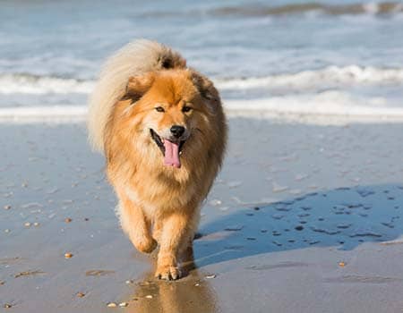 Hundestrand auf Ameland