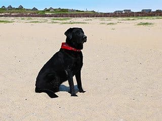 Hund am Strand