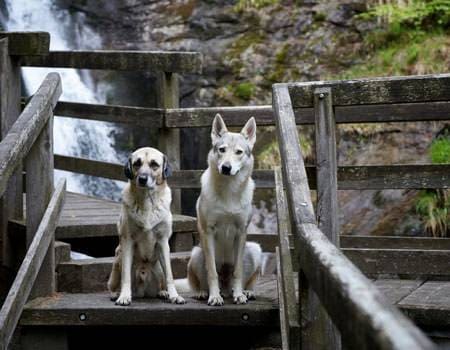 Hund und Wolfshund sitzen auf einer Brücke