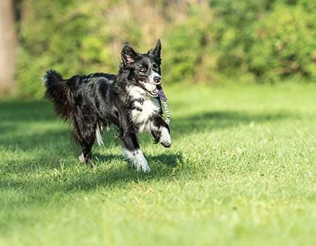 Hund rennt über eine Wiese