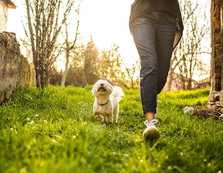 Malteser und Frauchen beim Wandern