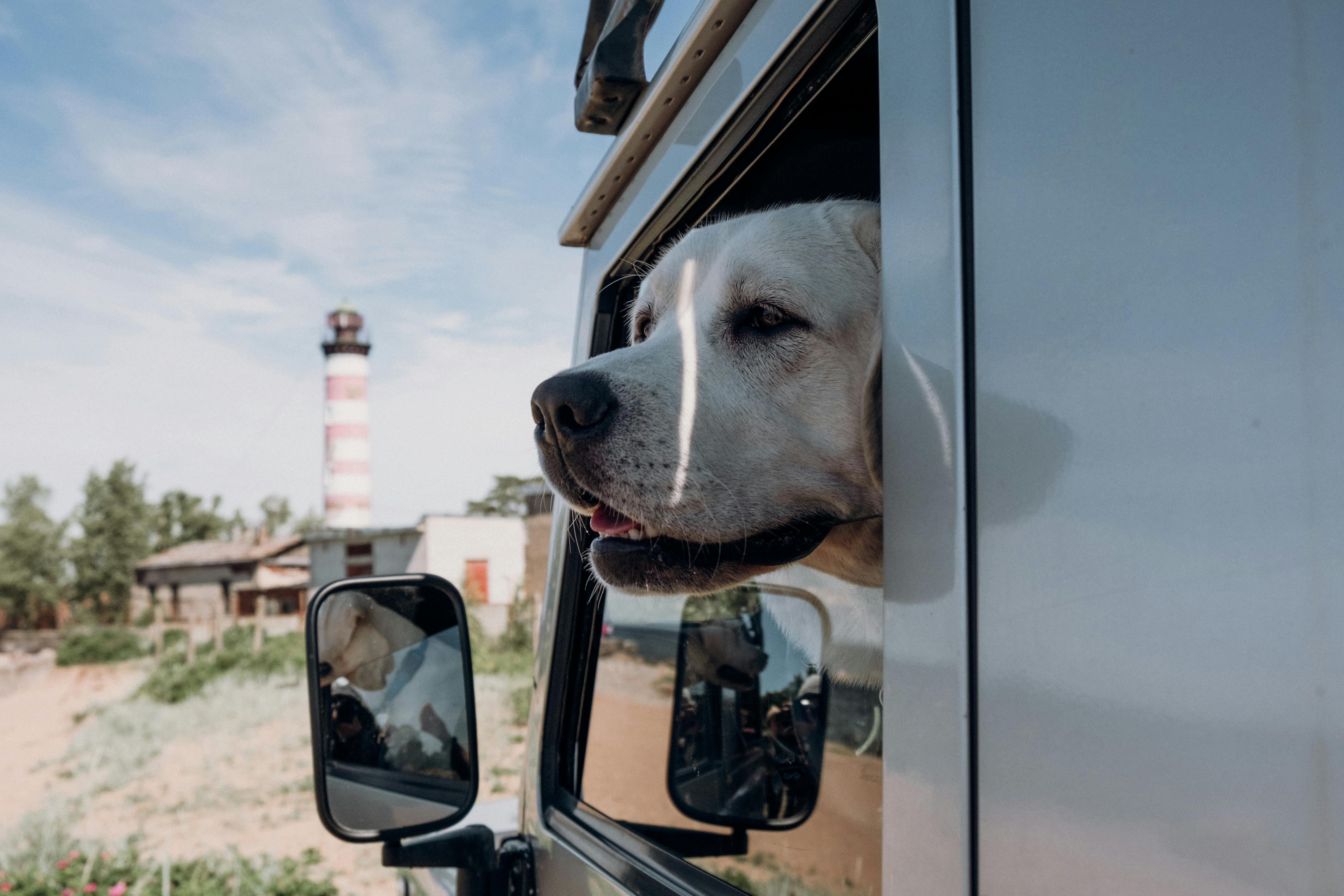 checkliste urlaub mit hund 1