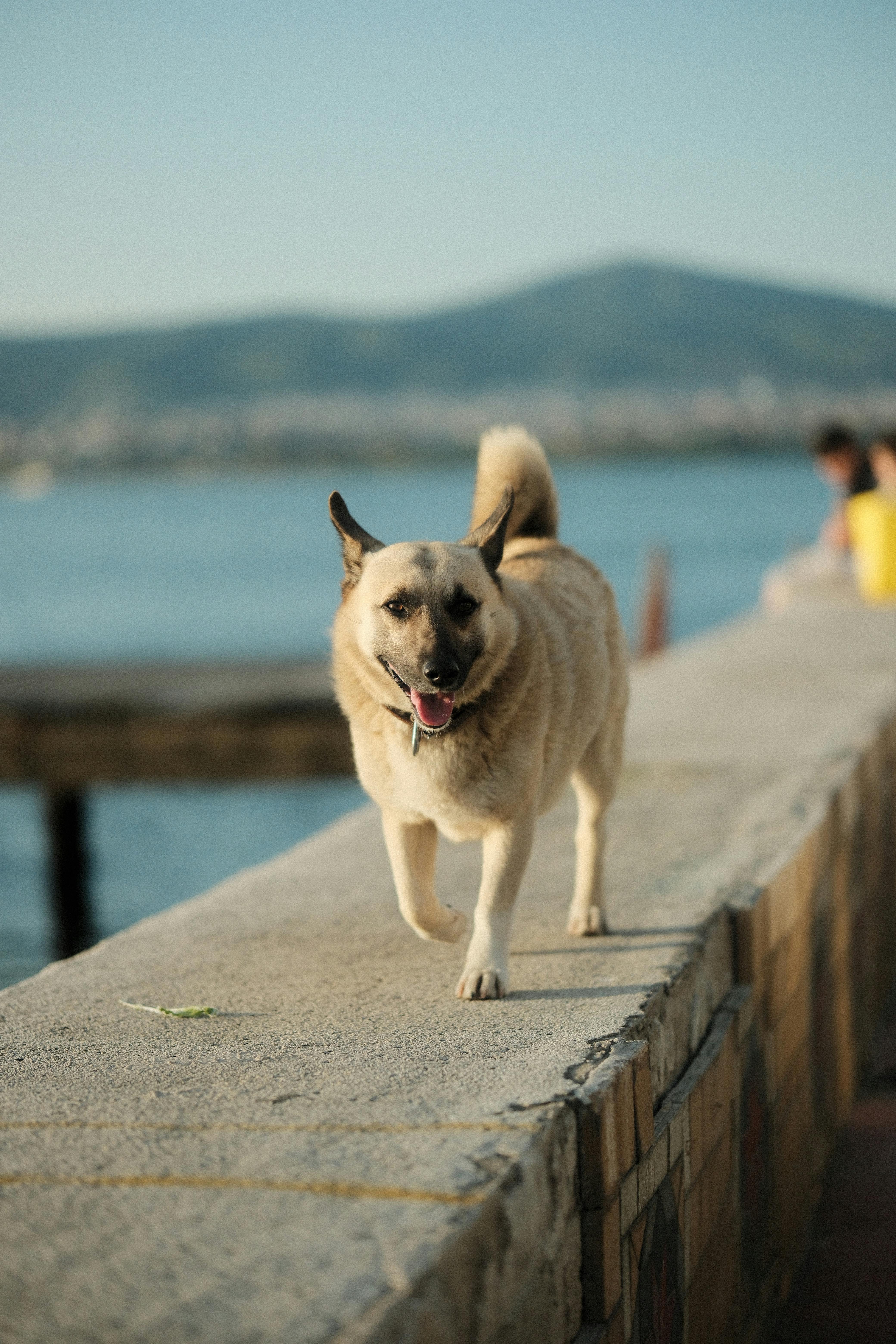 checkliste urlaub mit hund 2