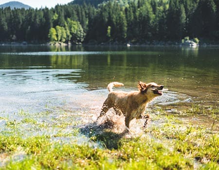 Reiseführer Chiemgau mit Hund - Tipps, Infos