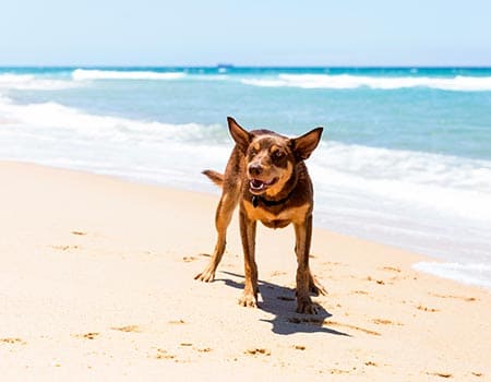 Hund an einem sonnigen Strand