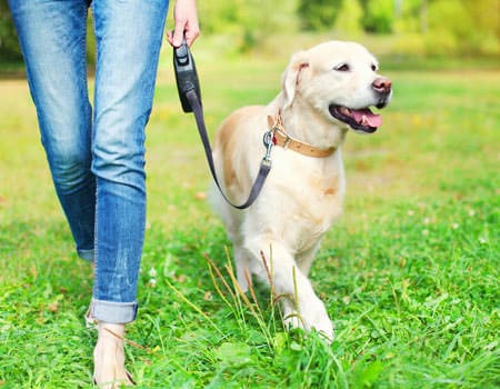 Hundespaziergang in Cuxhaven Hund mit Herrchen am Spazieren