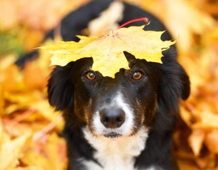 Hund im Wald mit Ahornblatt auf dem Kopf