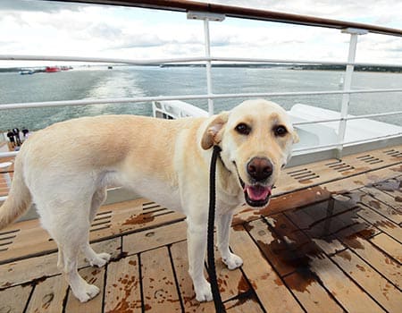 Hund auf einem Ausflugsschiff