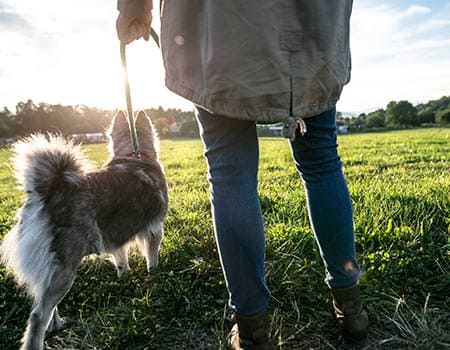 Wandern mit dem Hund