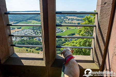 Burg Nideggen hund