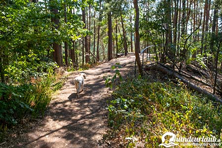 wanderung effelsfelsen hund