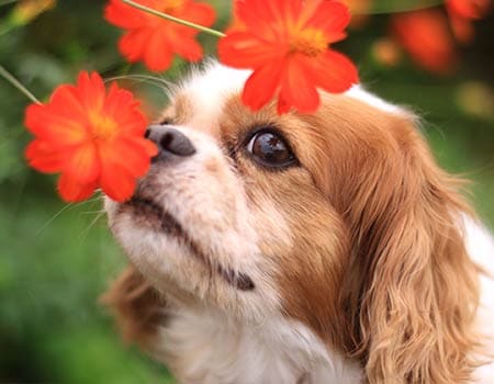 Hund riecht an einer Blüte