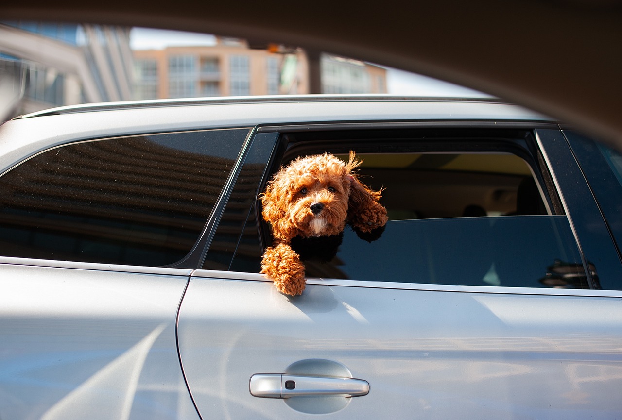 hund schaut aus autofenster