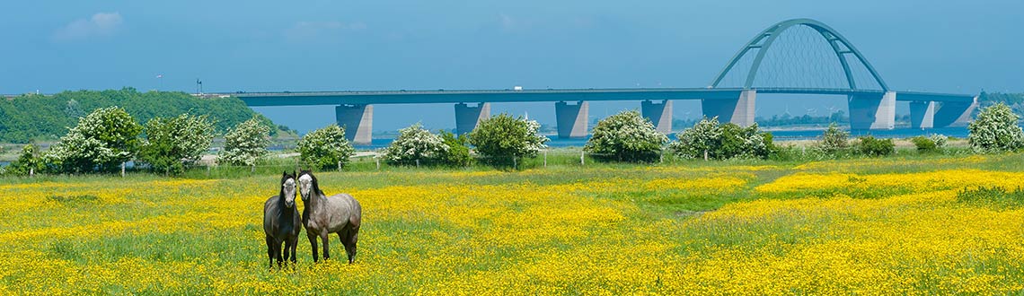 Sygeplejeskole Sanselig Dare ▷ Reiseführer Fehmarn mit Hund - Reisetipps und Infos