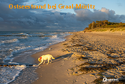 Strand Graal Mueritz Fischland Hund