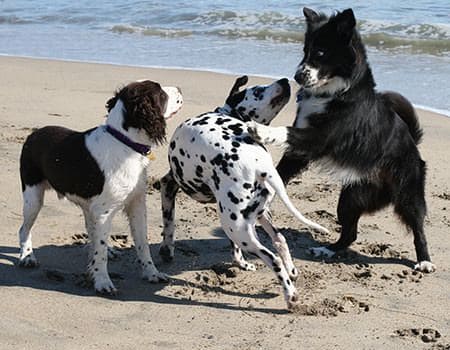 Drei Hunde spielen am Strand