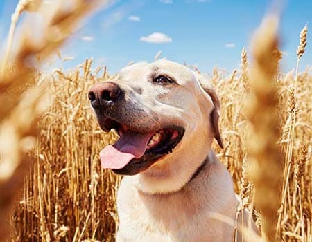 Hund im Feld