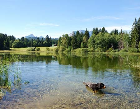 Hund in einem See
