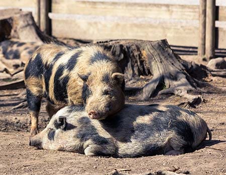Schweine im Wildpark