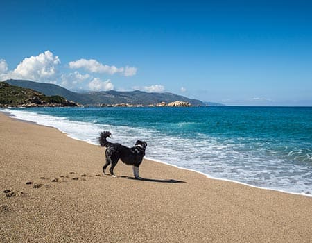Hundestrand Nouvelle-Aquitaine