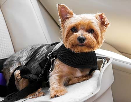 Hund auf der Autorückbank