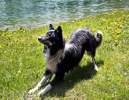 Hund spielt am See