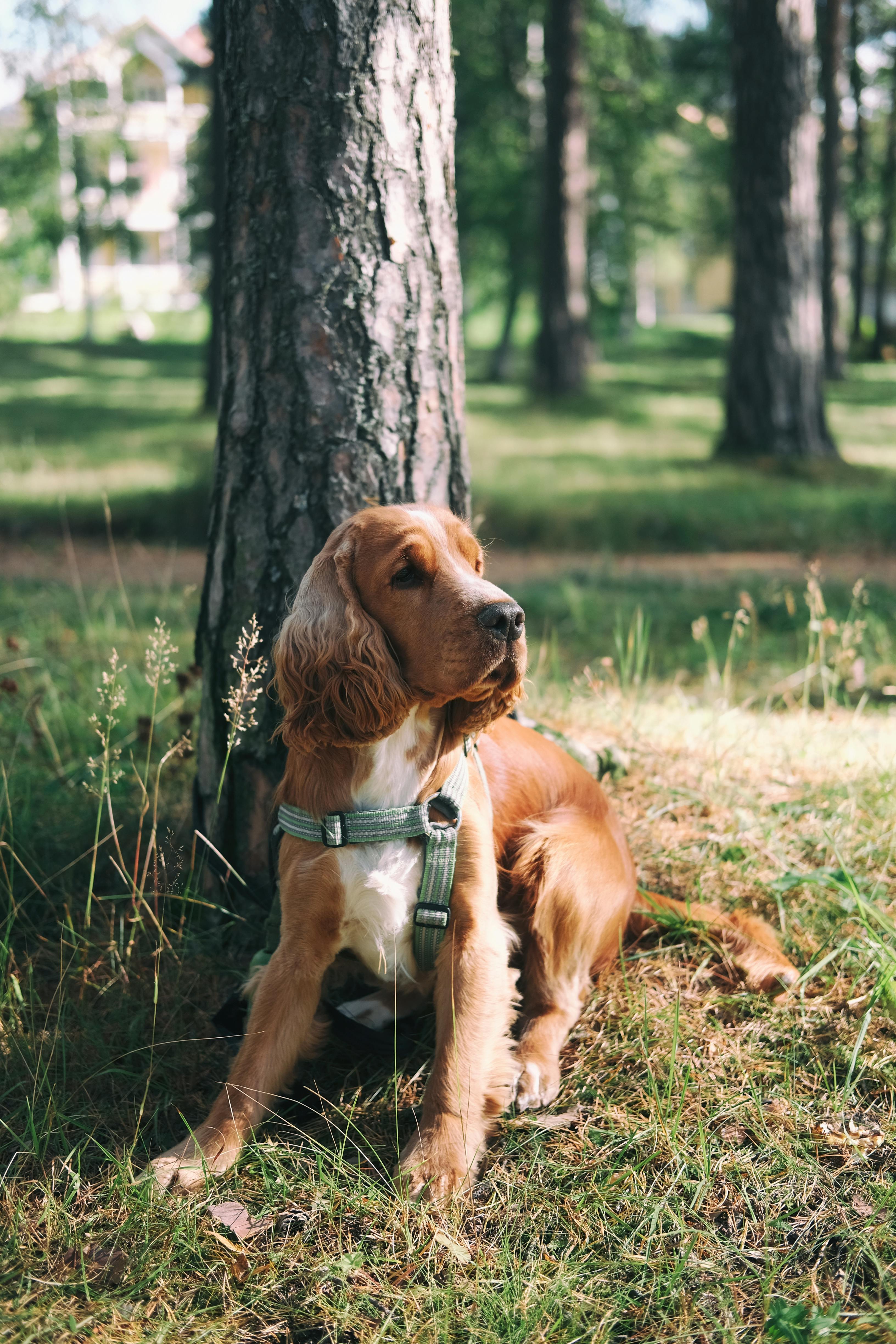 geheimtipps urlaub hund 1