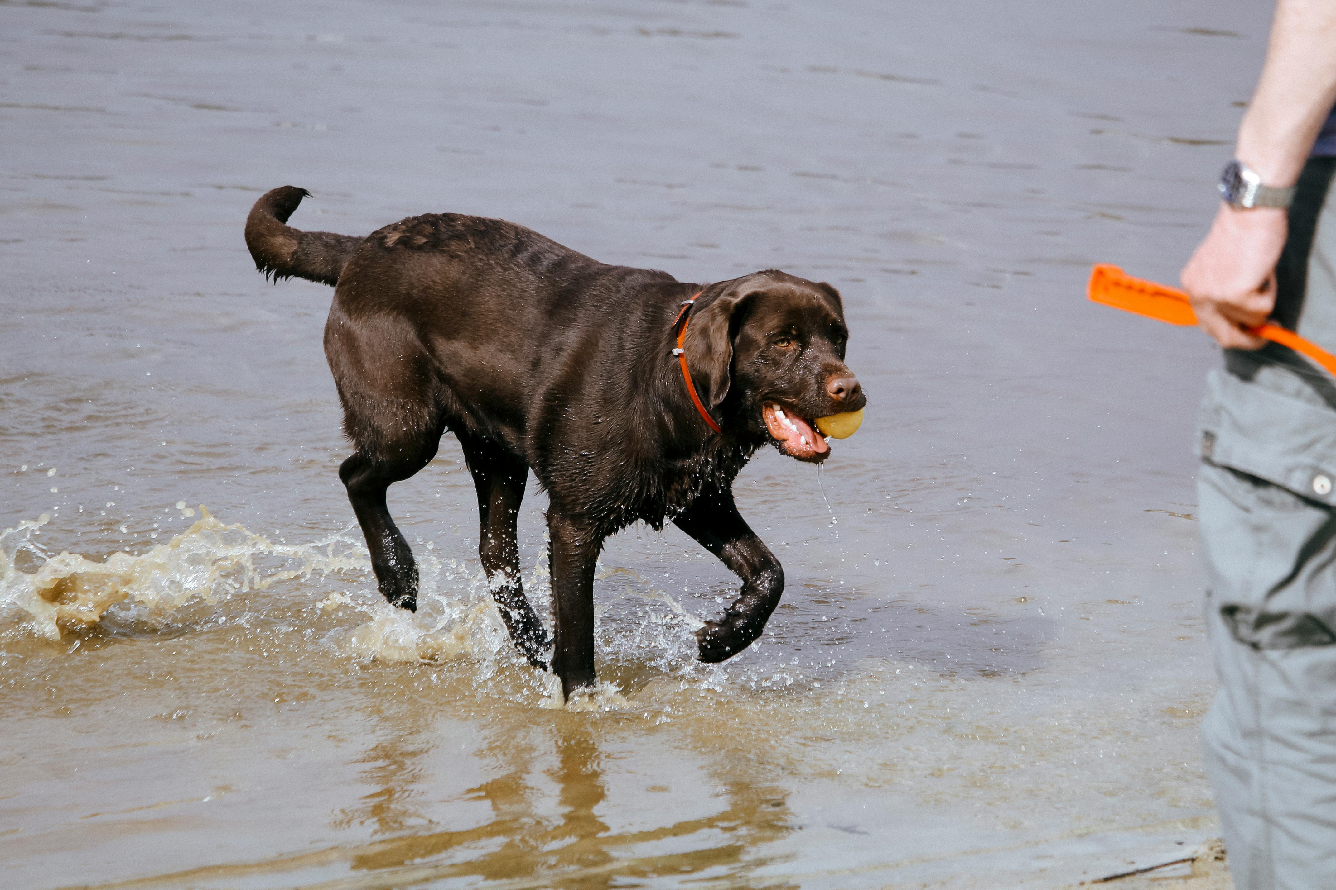 geheimtipps urlaub hund 2