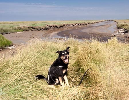 mit dem Hund durch die Salzwiesen
