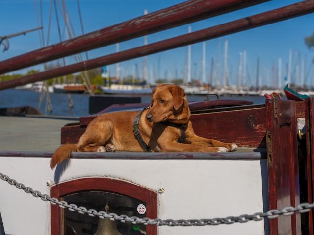 hausboot hund
