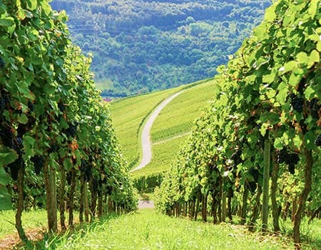 Weinberge an der Bergstraße