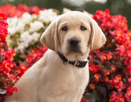 junger Hund sitzt vor Blumen im Park