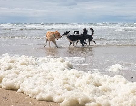 Hundestrand auf den Westfriesischen Inseln