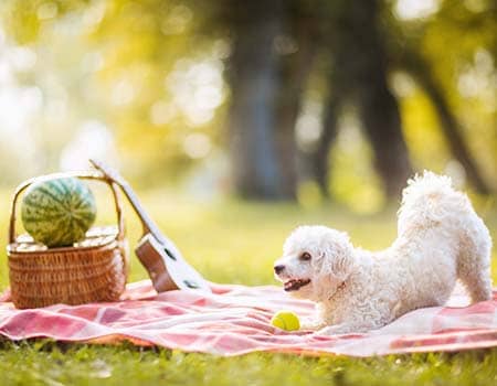 Picknick mit Hund