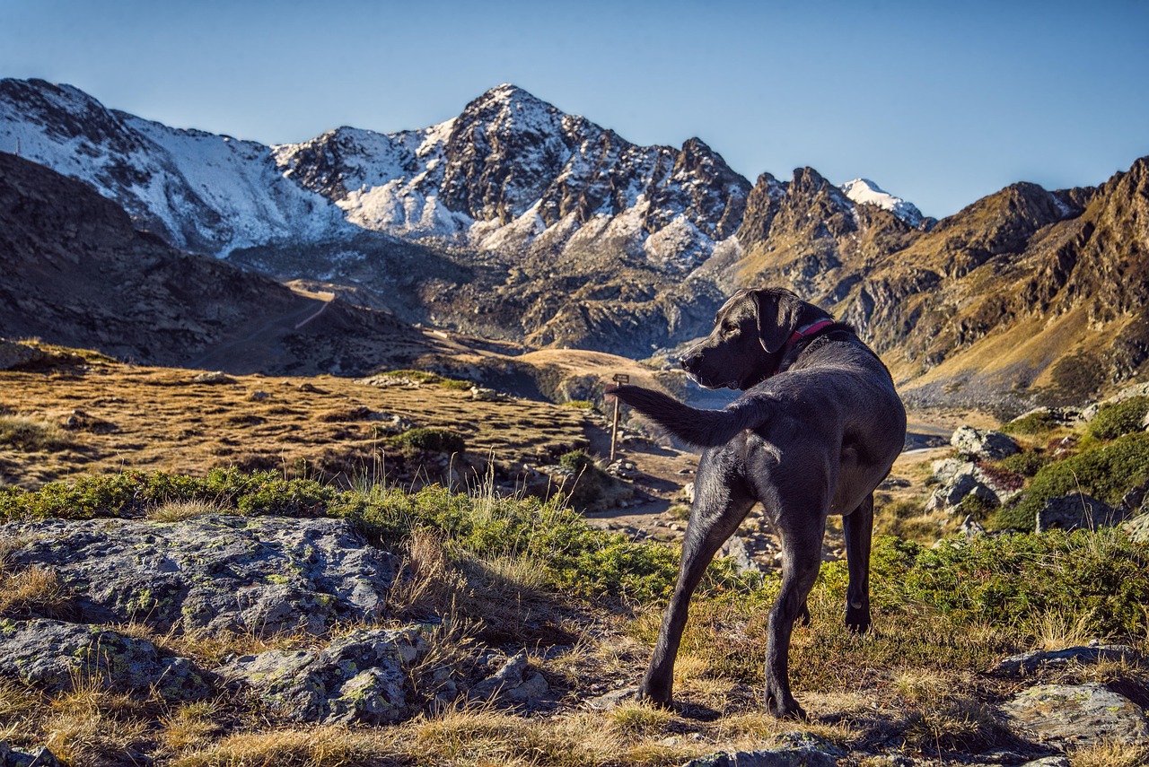 hund berge 1