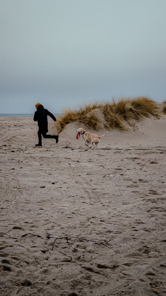 hund ostsee nordsee 1