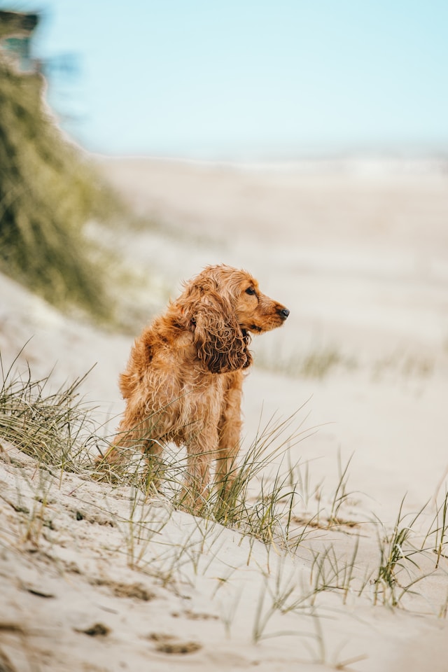 hund ostsee nordsee 2