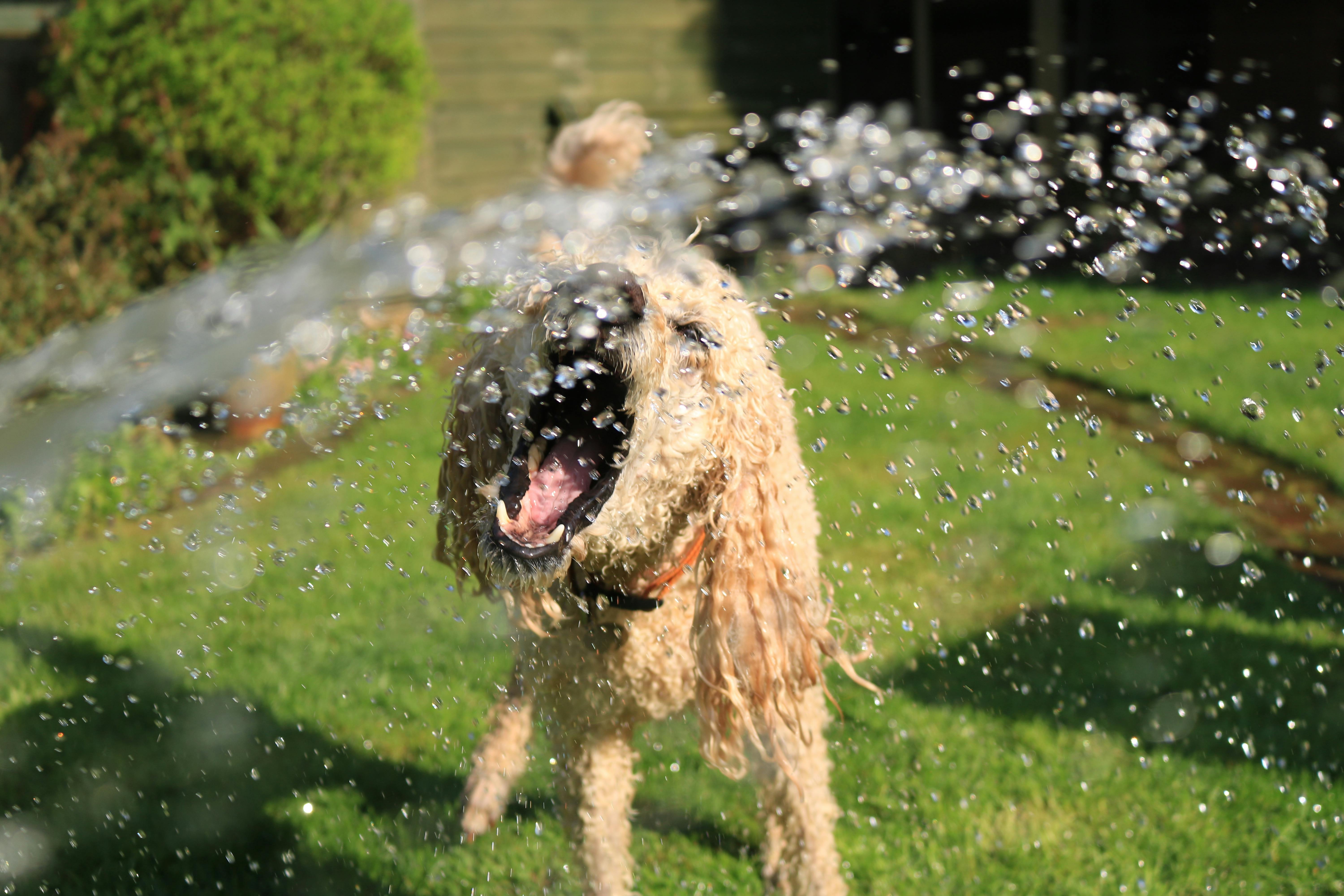 hund urlaub kind 2