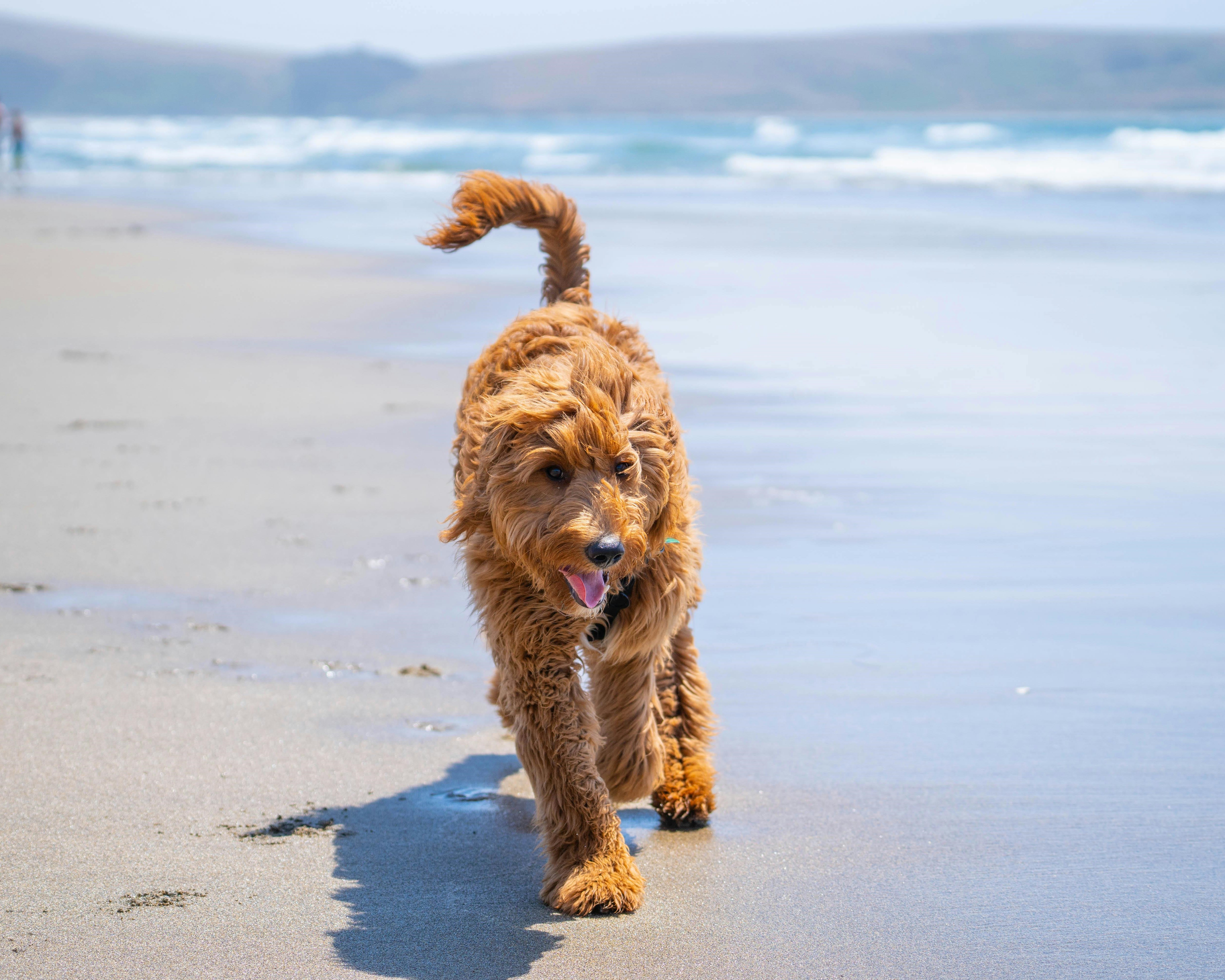 hundestrand koserow