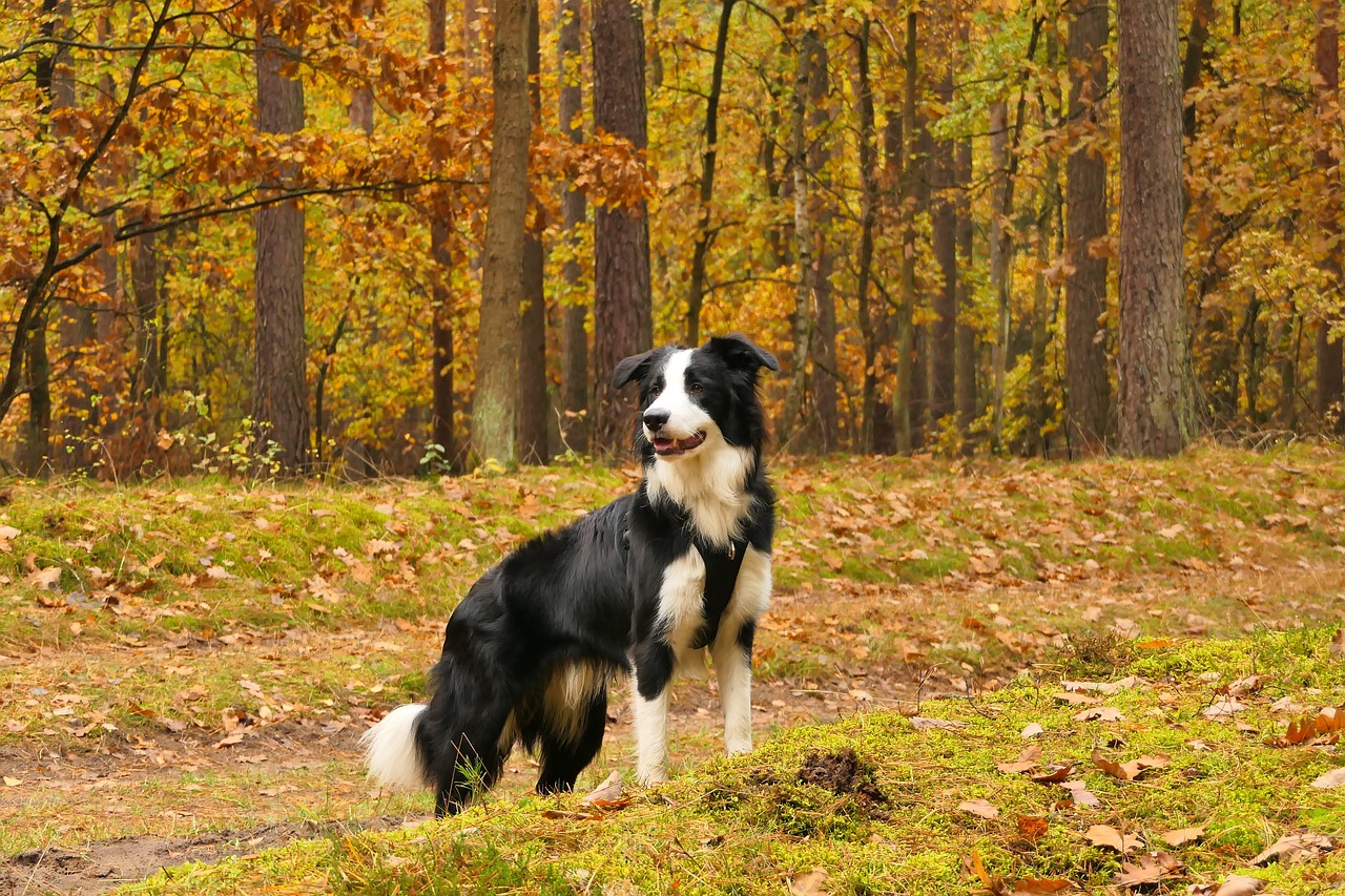 hundewald 1