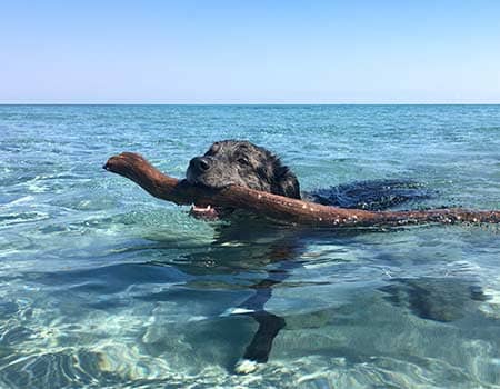 Ein Hund schwimmt mit einem Stock im Maul