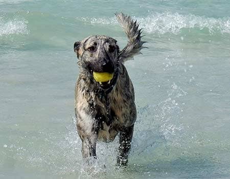 ein Hund schwimmt im Meer