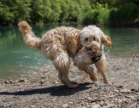 Hundestrand in Kärnten