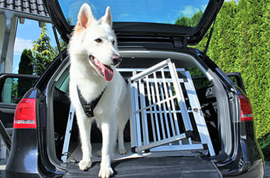 Keine Hunde im Auto zurücklassen: Baden-Württemberg.de