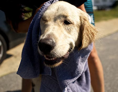 Hund mit Handtuch