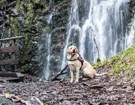 Hund sitzt vor einem Wasserfall im Wald