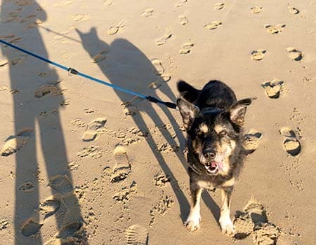 Hund am Strand blickt hoch in die Kamera