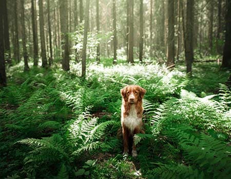 Hund sitzt im Farn im Wald