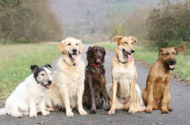 maximal 5 Hunde dürfen im Normalfall mitreisen
